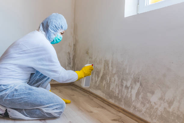 Licensed Mold Remediation service in West Hempstead, NY - WQB Mold Removal